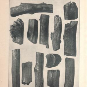 Echantillon et caractéristiques du charbon de bois